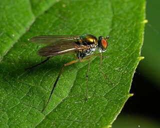 <i>Nematoproctus</i> Genus of flies