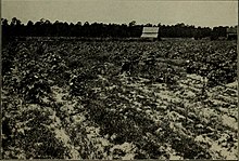 Efek dari "Neocosmospora vasinfecta" cotton field