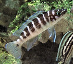 Neolamprologus cylindricus