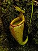 Nepenthes mira2.jpg