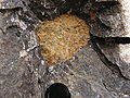Xenolit peridotit terluluhawa kuning bulat dalam aliran lava nefelinit. Kaiserstuhl, Jerman barat daya