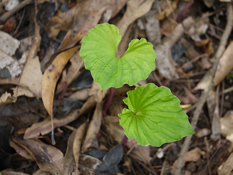 File:Nervilia aragoana (7432405962).jpg