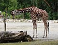 Netzgiraffe (Giraffa camelopardalis reticulata), Tierpark Hellabrunn, München