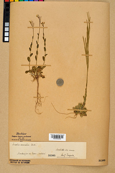 File:Neuchâtel Herbarium - Arabis collina - NEU000022335.jpg