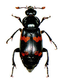 Nicrophorus keburukan Laporte.jpg