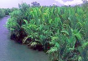 Nipa palmer i en mangroveskog i Sarangani Bay