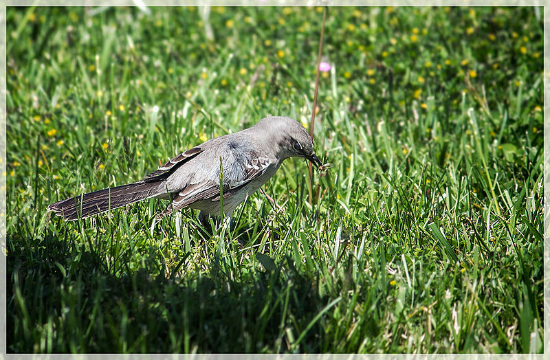 File:Northern Mockingbird (11888295665).jpg