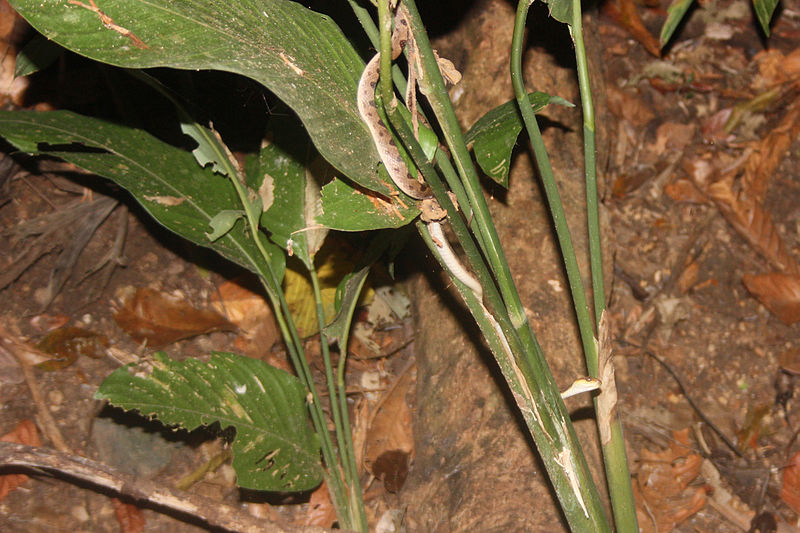 File:Northern cat-eyed snake.JPG