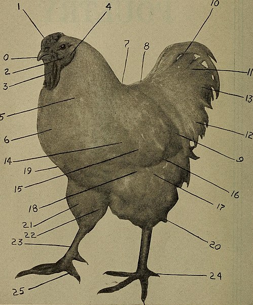 File:Notes on diseases of swine, sheep, poultry and the dog; cause, symptoms and treatments (1917) (14755918356).jpg