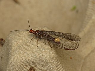 <i>Nothochrysa</i> Genus of lacewings