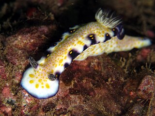 <i>Hypselodoris imperialis</i> species of Gastropoda