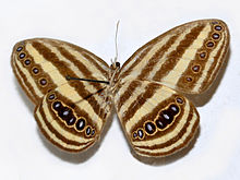 Nymphalidae - Ragadia crisilda.JPG