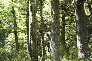 <span class="mw-page-title-main">Bosque Andino Patagónico</span> Forest in Chile and Argentina