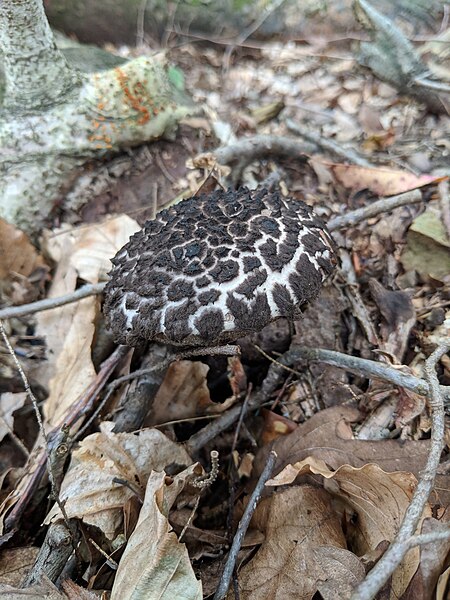 File:Old man of the woods 1.jpg