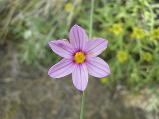 <i>Olsynium junceum</i> Species of flowering plant