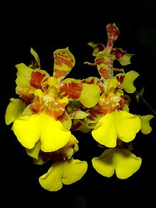 Oncidium auriferum Orchi 08.jpg