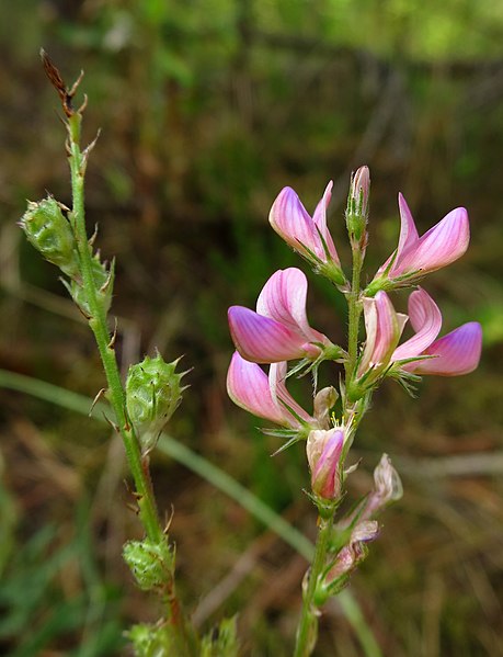 File:Onobrychis arenaria in Estonia.jpg