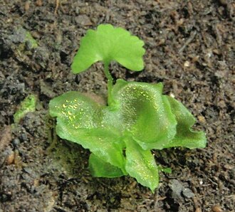 Gametophyte (thalloid green mass) and sporophyte (ascendent frond) of Onoclea sensibilis Onoclea sensibilis 3 crop.JPG