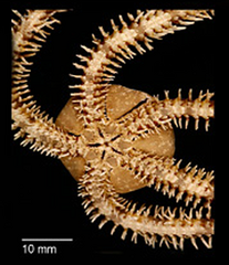 File:Ophiocoma species plate 2 (cropped-e).png (Category:Breviturma dentata)