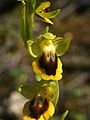 Ophrys lutea Spain - Mallorca