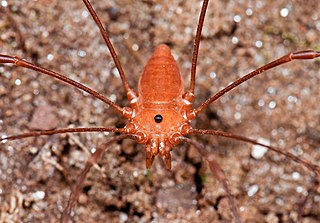 <i>Leiobunum ventricosum</i> Species of harvestman/daddy longlegs