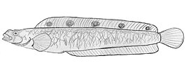 Opisthocentrus ocellatus