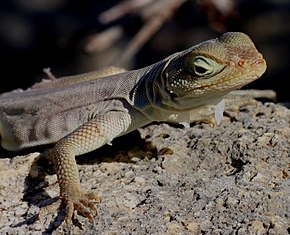 Descrizione dell'immagine Oplurus fierinensis importata dalla foto di iNaturalist 57873804 il 27 gennaio 2020.jpg.