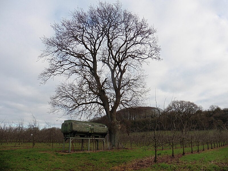 File:Orchard, below Pitney Wood - geograph.org.uk - 5244201.jpg