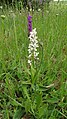 Orchis mascula var. alba flowers Germany - Gütenbach