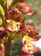 Orchis × wulffiana