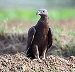 Oriental Honey-buzzard (Male) I IMG 9740.jpg