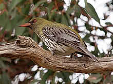 Oriolus sagittatus - Canberra, Austrálie-8a.jpg