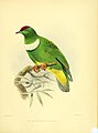 Ornithological miscellany (1876) (14561832750).jpg