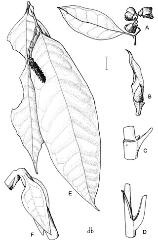 <i>Ostrearia</i> Genus of plant in the family Hamamelidaceae