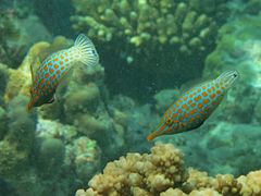 Un groupe de poissons-lime à taches orange (Oxymonacanthus longirostris)