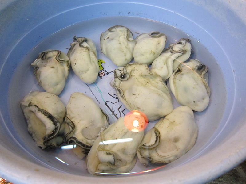 File:Oysters at LFS Fish Market 2013 (2).JPG