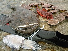 Pêche réalisée en chasse sous-marine, baudroie, rouget grondin, seiche et coquilles saint-jacques.jpg