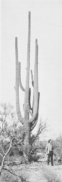 PSM V51 D659 Giant cactus cereus giganteus.jpg