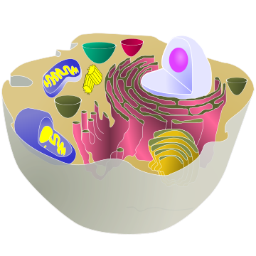 Réticulum endoplasmique rugueux