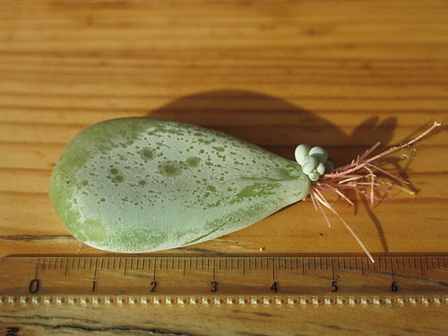 Pachyphytum oviferum offspring fallen from the mother plant