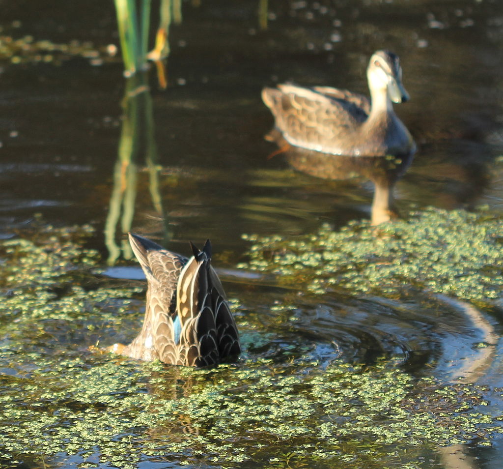  Pacific Black Ducks on pond ducking 