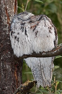 A pair of tawny frogmouths resting in a tree fork during the day Pair of tawny frogmouths.jpg