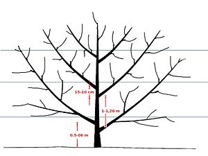 Brzoskwinia Zwyczajna: Morfologia, Systematyka i zmienność, Zastosowanie