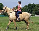 Palomino horse on Matching Green village green, Essex, England 3