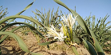 Pancratium maritimum