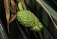 Pandanus livingstonianus04.jpg