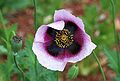 * Nomination Flower of Opium Poppy showing a bud and fruit in the background -- Alvesgaspar 11:00, 16 April 2010 (UTC) * Promotion Very nice. Скампецкий 08:00, 18 April 2010 (UTC)