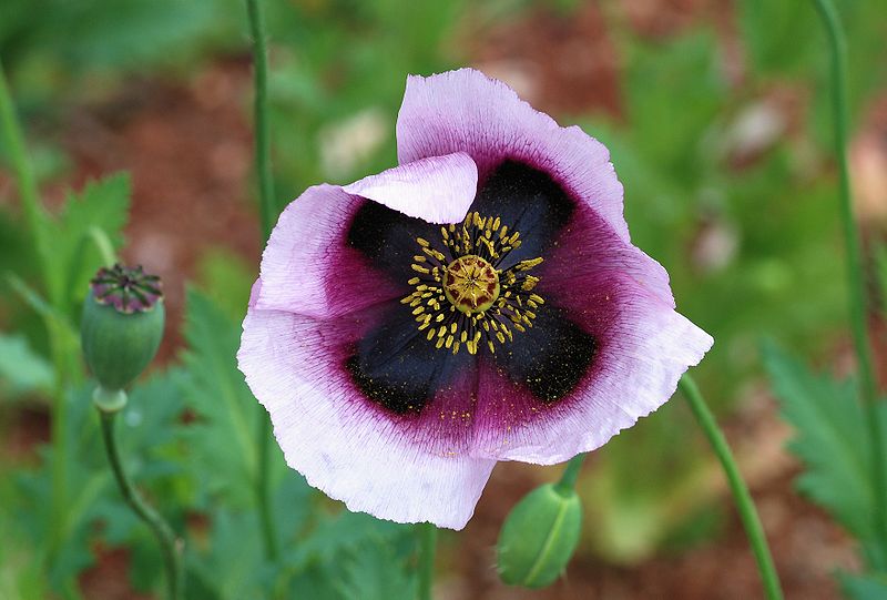 File:Papaver April 2010-13.jpg