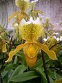 Termesztett vénuszpapucs (Paphiopedilum)