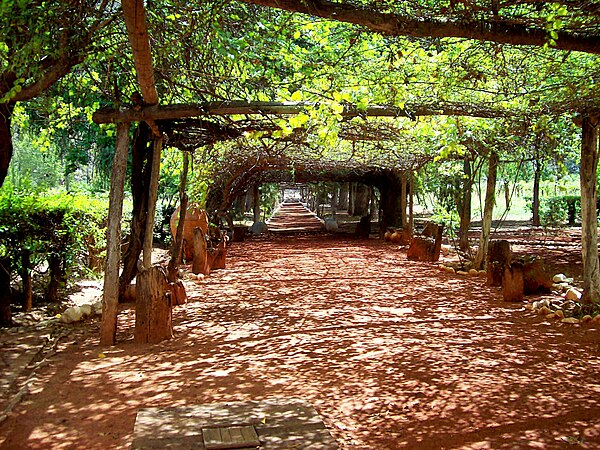 Vineyard in Chilecito.